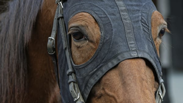 Foto: LAMAERE, Jean-Luc/LE TROT.