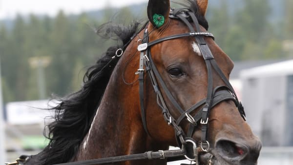 Foto: Foto: Hanold/ALN