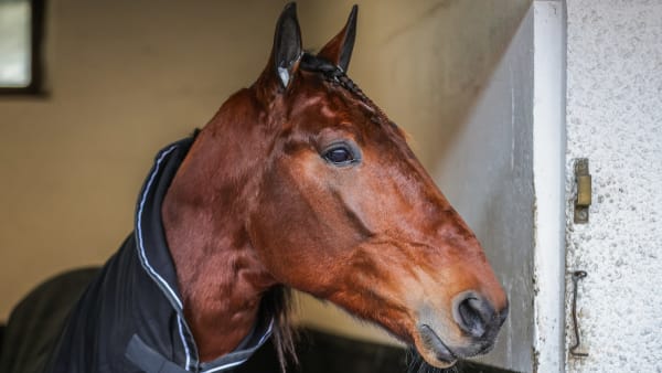 Foto: BRUNO VANDEVELDE/LE TROT