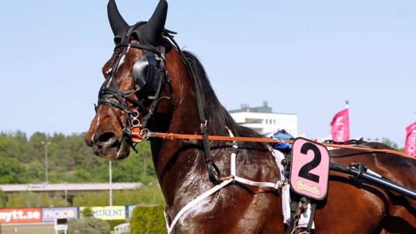 Foto: MARIA HOLMÉN/TRAVRONDEN