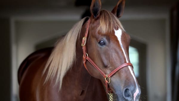 Foto: MIA TÖRNBERG/TRAVRONDEN