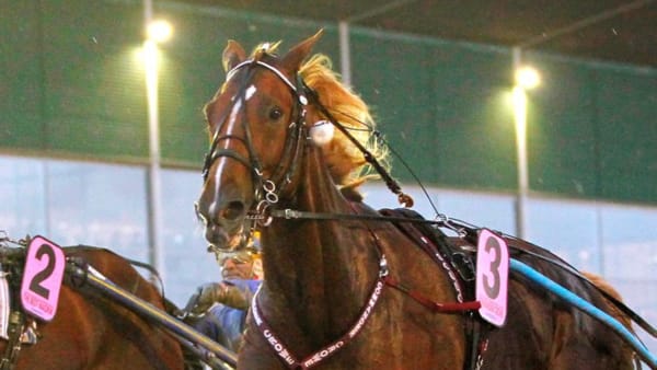 Foto: MARIA HOLMÉN/TRAVRONDEN