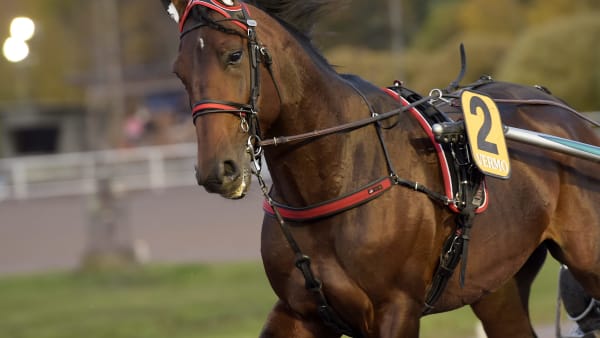 Foto: LARS JAKOBSSON / TR BILD