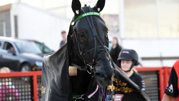 Foto: MALIN ALBINSSON / TR BILD