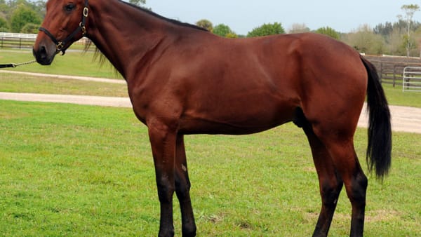 Foto: ADAM STRÖM/STALLTZ.SE