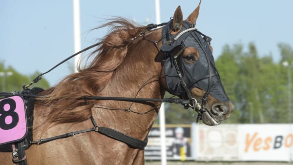 Foto: LARS JAKOBSSON / TR BILD