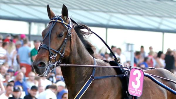 Foto: MARIA HOLMÉN, TRAVRONDEN