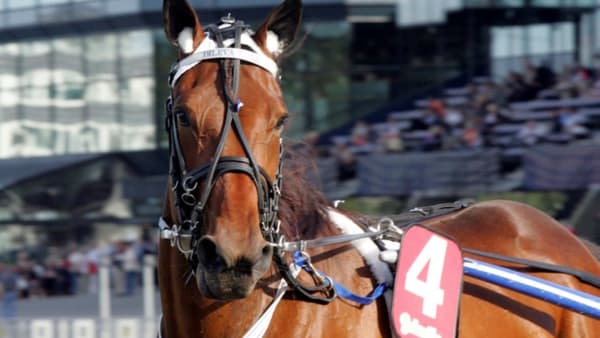 Foto: ANNA PERSSON/TRAVRONDEN