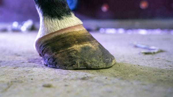 Foto: THOMAS BLOMQVIST / TR BILD