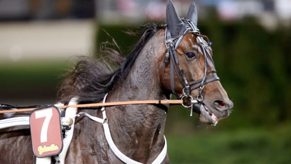 Foto: MIA TÖRNBERG, TRAVRONDEN