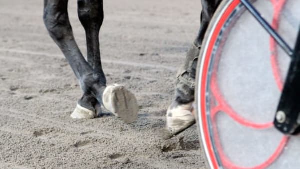 Foto: MIA TÖRNBERG/TRAVRONDEN