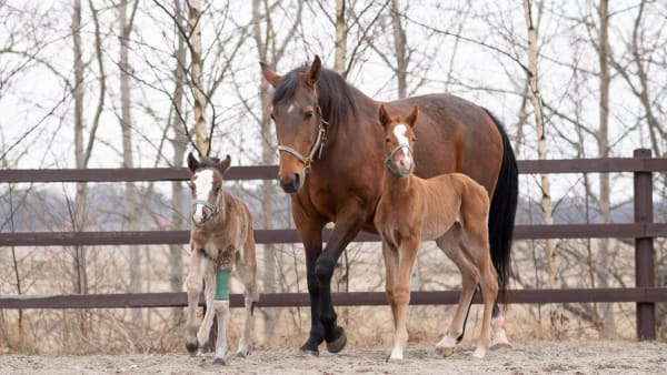 Foto: Emine Lundsten/Menhammar