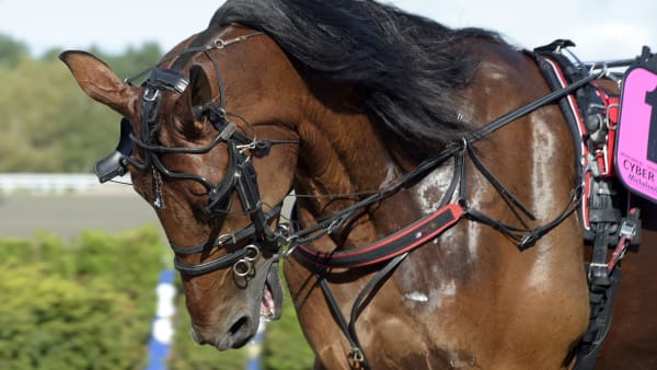 Foto: Lars Jakobsson/TR BILD