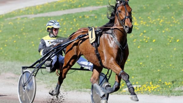 Foto: MIA TÖRNBERG/TRAVRONDEN