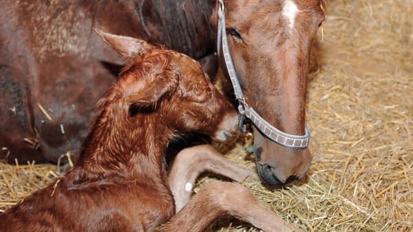 Foto: Claes Kärrstrand