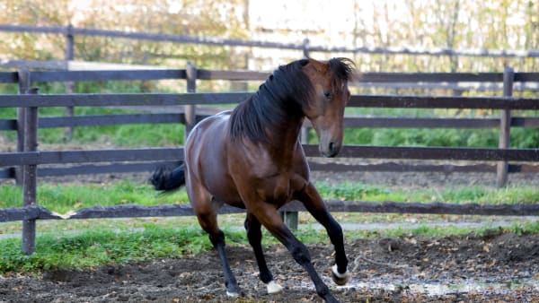 Foto: Anna Gerdmarker/TR BILD