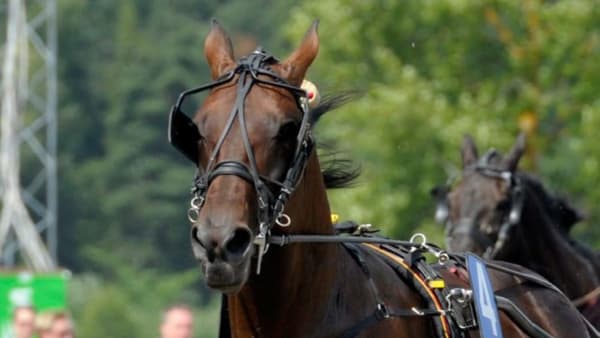 Foto: MARTIN LANGELS/ALN