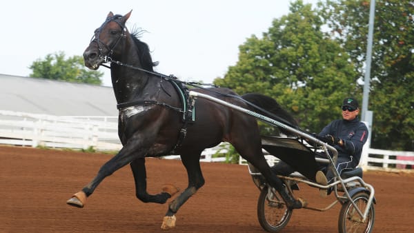 Foto: Adam Ström/stalltz.se