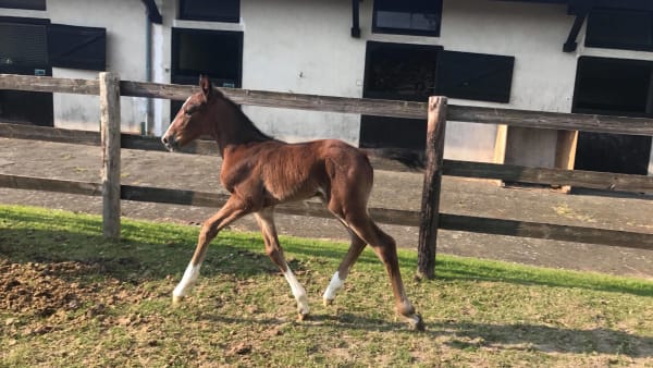Foto: DELPHINE GLOUX/HARAS MONTMIREL
