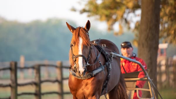 Foto: AMIE KARLSSON/TR BILD