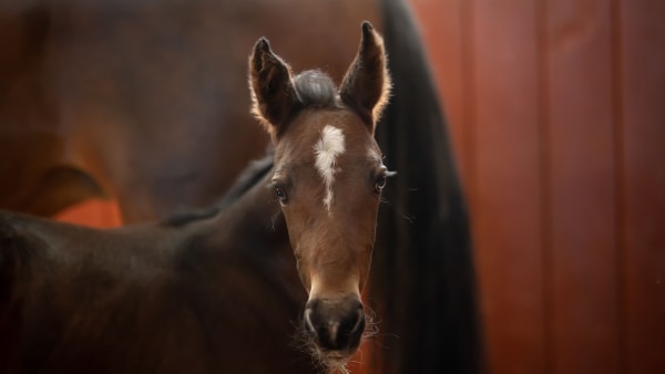 Foto: EMINE LUNDSTEN