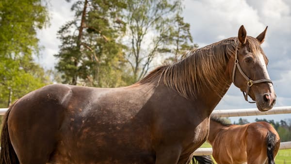 Foto: PRIVAT/YLVA WELÉN.