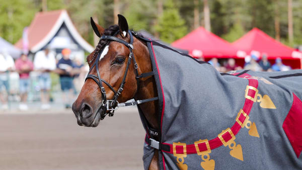 Foto: Kuvaaja Maisa Hyttinen/Suomen Hippos