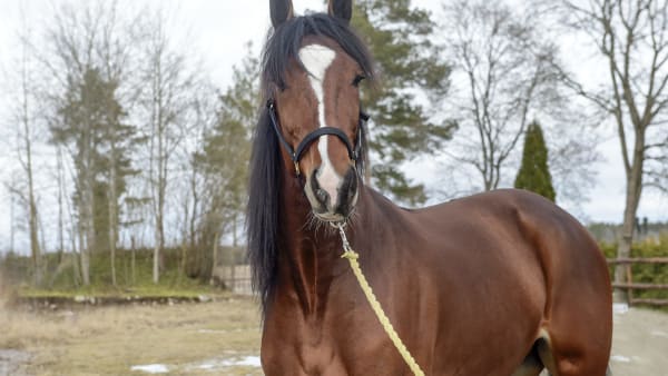 Foto: LARS JAKOBSSON / TR BILD