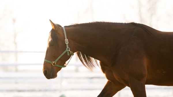 Foto: Emine Lundsten/Menhammar Stuteri