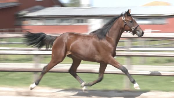 Foto: Solvalla Yearling Sale