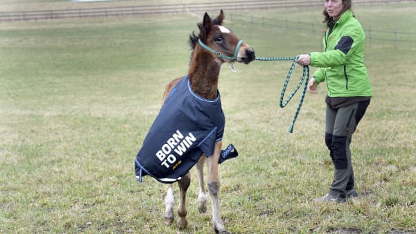 Foto: LARS JAKOBSSON / TR BILD