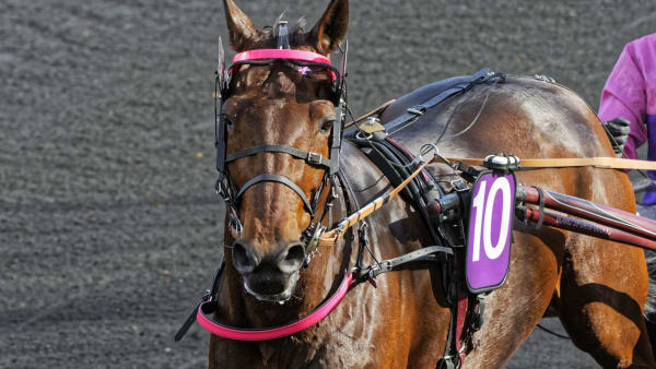 Foto: JEAN-LUC LAMAÈRE/LE TROT