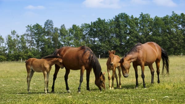 Foto: Petri Johansson/TR Bild