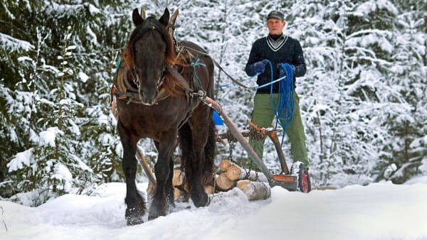 Foto: Roger Svalsröd/hesteguiden.com