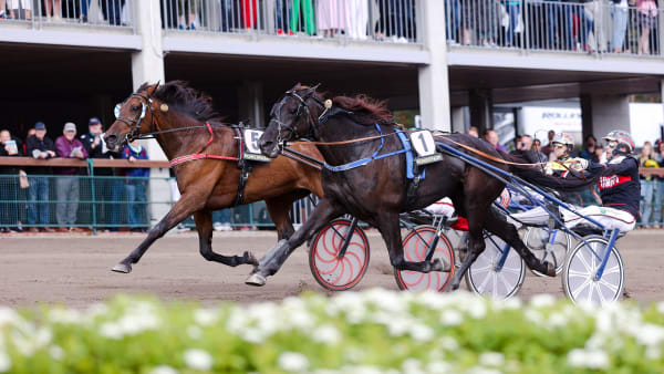 Foto: Kuvaaja Maisa Hyttinen/Suomen Hippos