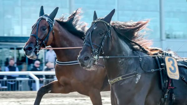 Foto: LARS JAKOBSSON / TR BILD