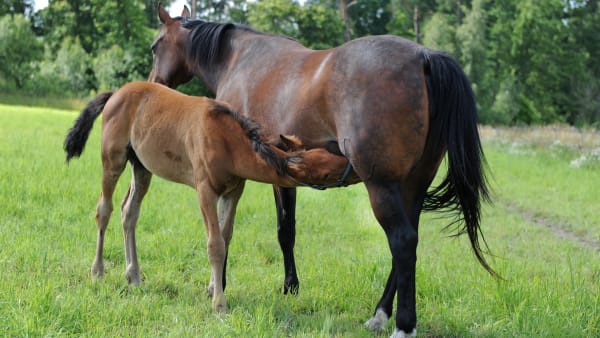 Foto: JEANNIE KARLSSON/KANAL75