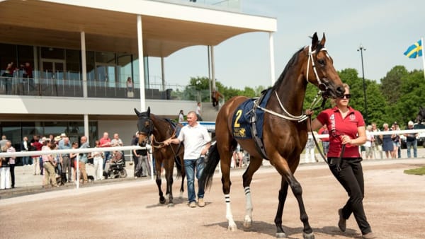 Foto: ELINA BJÖRKLUND/SVENSK GALOPP