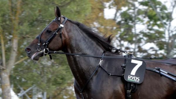 Foto: ANNA PERSSON/TRAVRONDEN