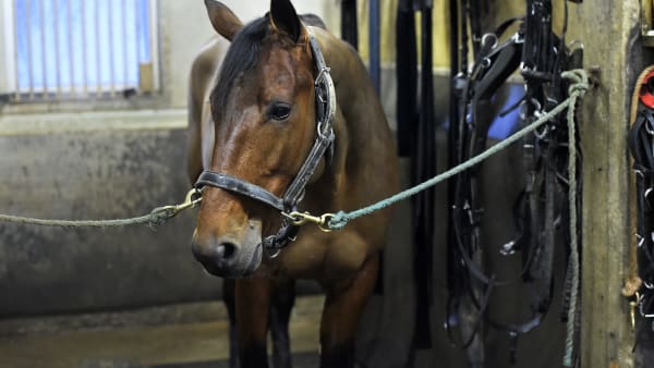 Foto: LARS JAKOBSSON / TR BILD