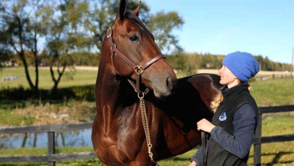 Foto: MARIA HOLMÉN/TRAVRONDEN