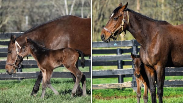 Foto: DIAMOND CREEK FARM