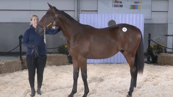 Foto: ÅBY YEARLING SALE