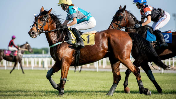 Foto: Elina Björklund / Svensk Galopp