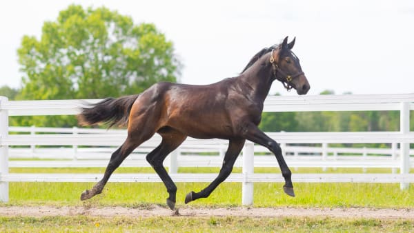 Foto: Emine Lundsten/Menhammar Stuteri