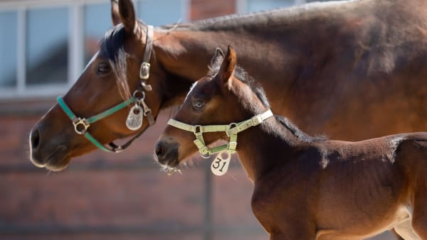 Foto: EMINE LUNDSTEN