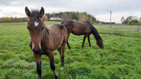 Foto: THOMAS BLOMQVIST / TR BILD