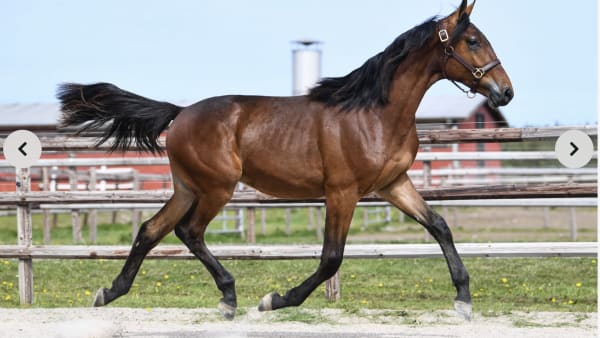 Foto: Menhammar Onlines Sales