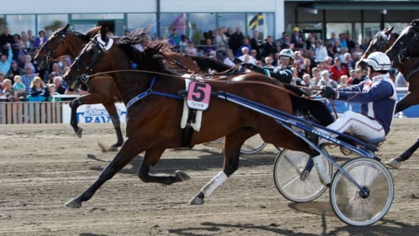 Foto: DAN HÄLLGREN/ALN