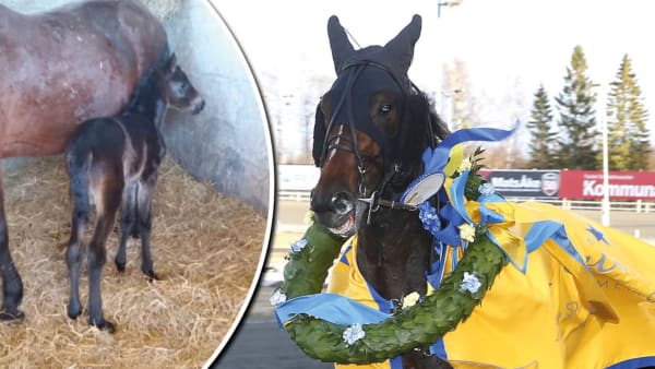 Foto: Privat/Micke Gustafsson/Montage